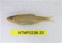 藏品(平頜鱲)的圖片